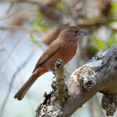 Red Pileated Finch (2)